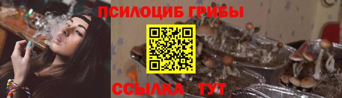 Псилоцибиновые грибы мицелий  Галлюциногенные грибы MAGIC MUSHROOMS  Тулун  Вход с VPN 